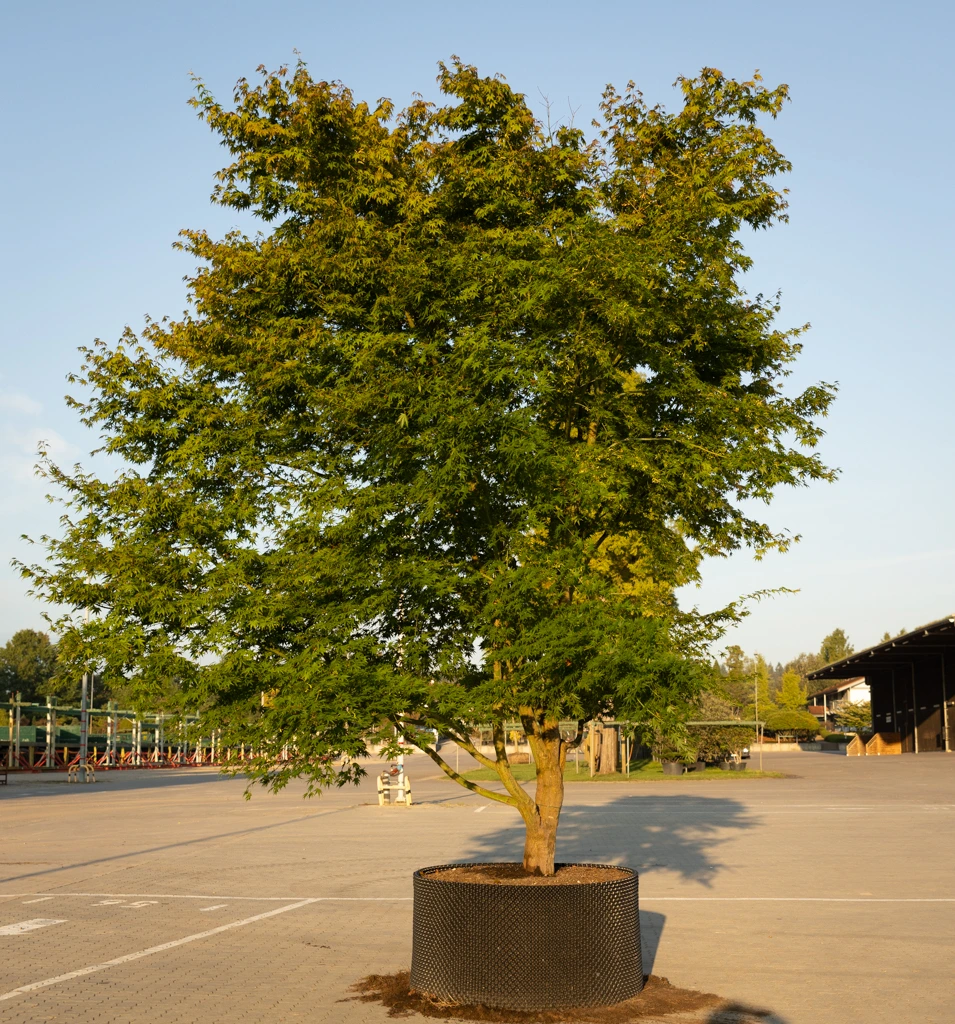 Acer palmatum VJ